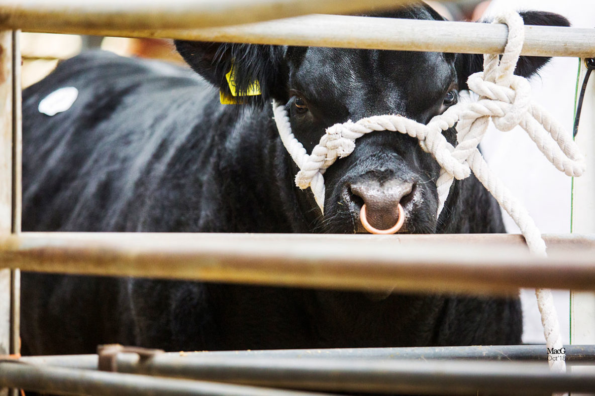 Aberdeen-Angus Bull at the Carlisle 2018 Show