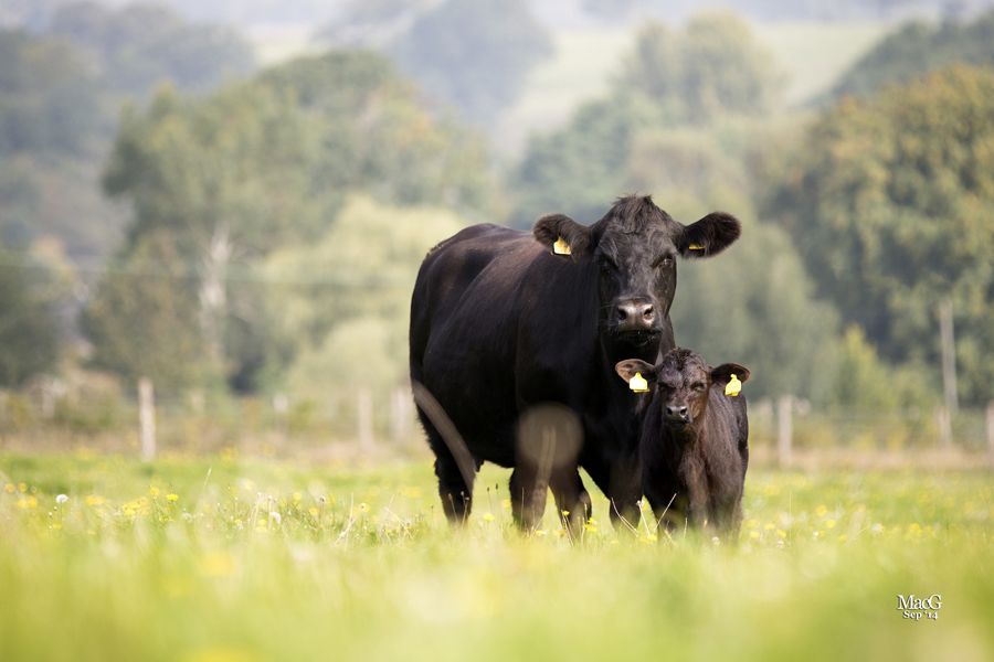 Aberdeen-Angus cow and calf