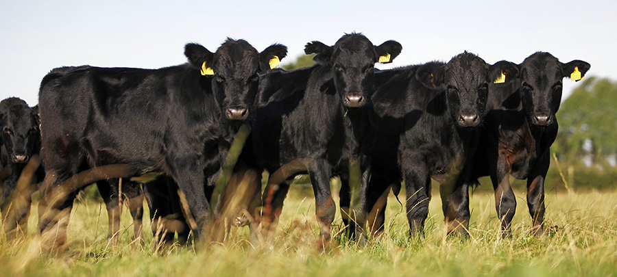 Aberdeen-Angus calves in a field