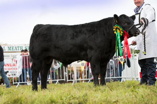 Junior Champion Goulding Proud Boy