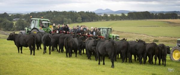 Wedderlie Herd of Aberdeen Angus Cattle