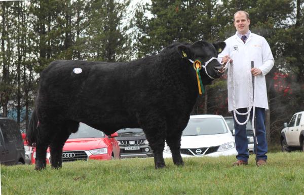 Aberdeen-Angus bulls sell to 3,300gns twice at Dungannon - Aberdeen ...