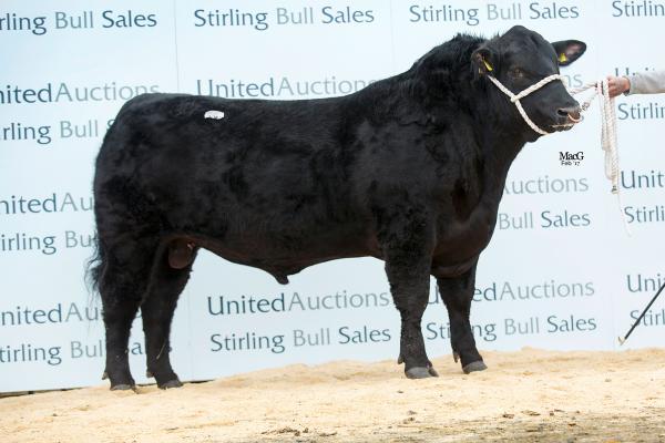 114 Drumhill Lord Harry R635 8500gns 8074