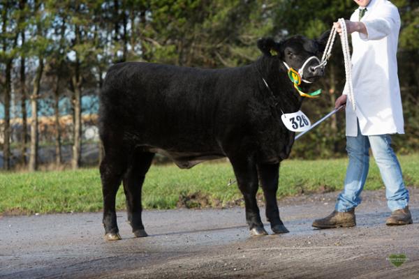 326 0 aberdeen angus calf