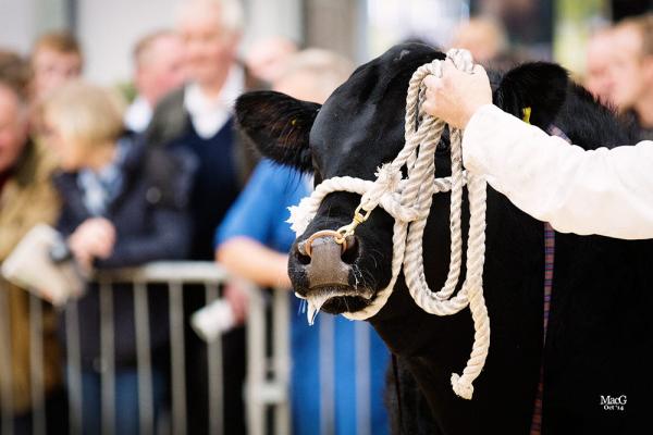 5984 Aberdeen Angus Cattle