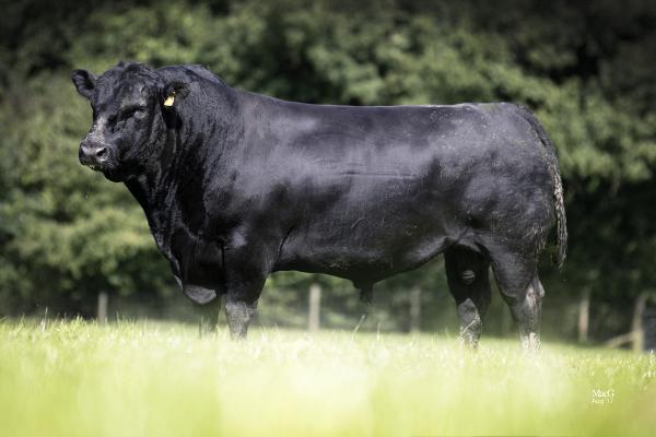 Aberdeen-Angus Ribble Bull