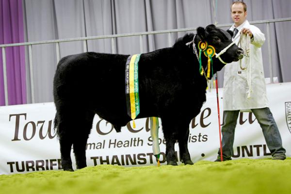 Bull Calf Champion