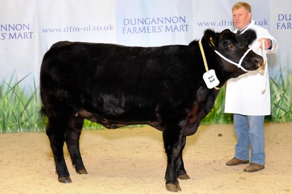 Class 1 and res yearling heifer champ