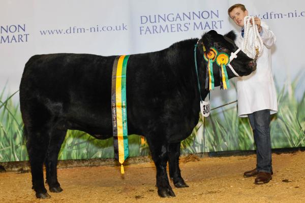 Class 2 and Yearling Heifer Champion