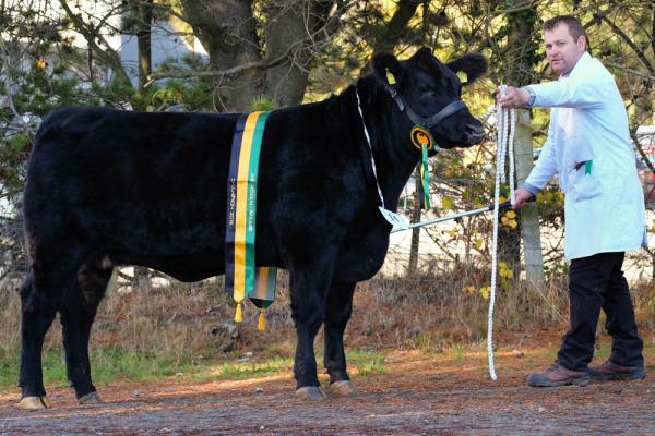 Class 2 and yearling heifer champ