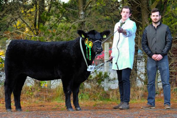 Class 7 and res heifer calf champ