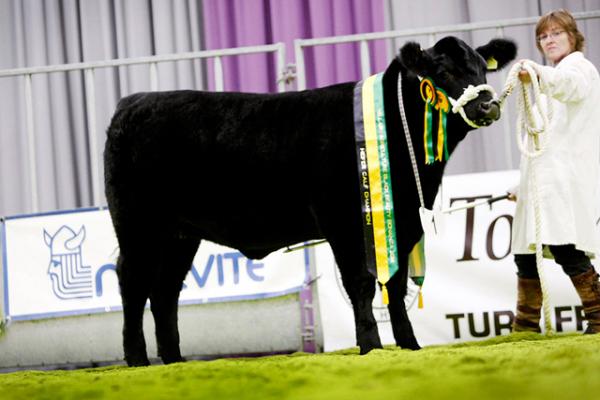 Heifer Calf Champion Rettie