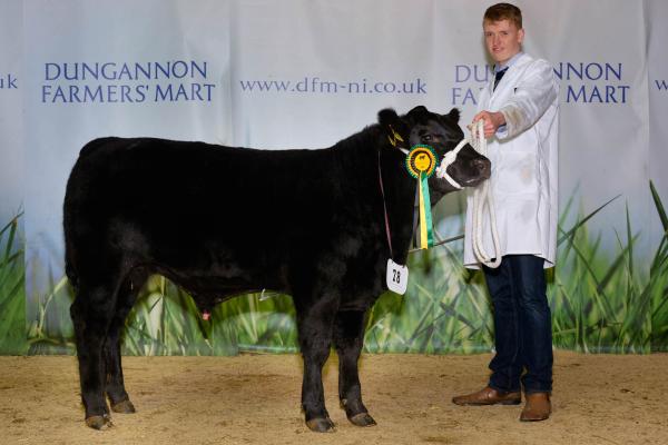 Res bull calf champ and class 11 and 12 winner