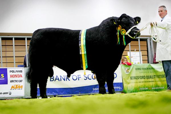 Yearling Bull Champ Logie