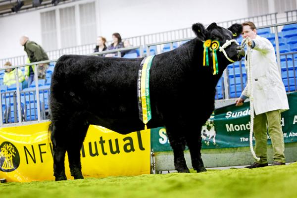 Yearling Heifer Champ Wagya and McLaren