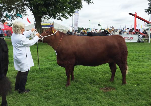 Wickmere red heifer at Royal Norfolk show this year