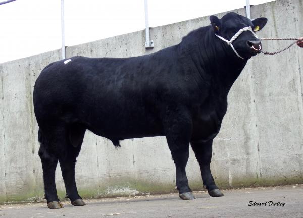 Top priced bull Kingston