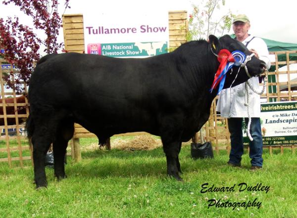 Tullamore Res Male Champ Liss Marty P417