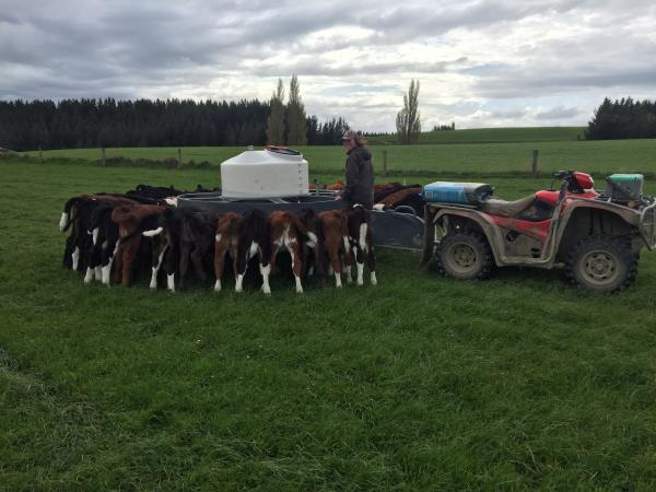 Feeding Calves 