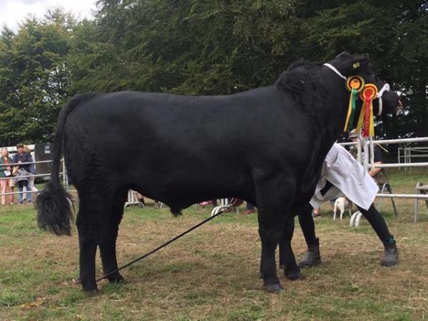 Saintfield Show