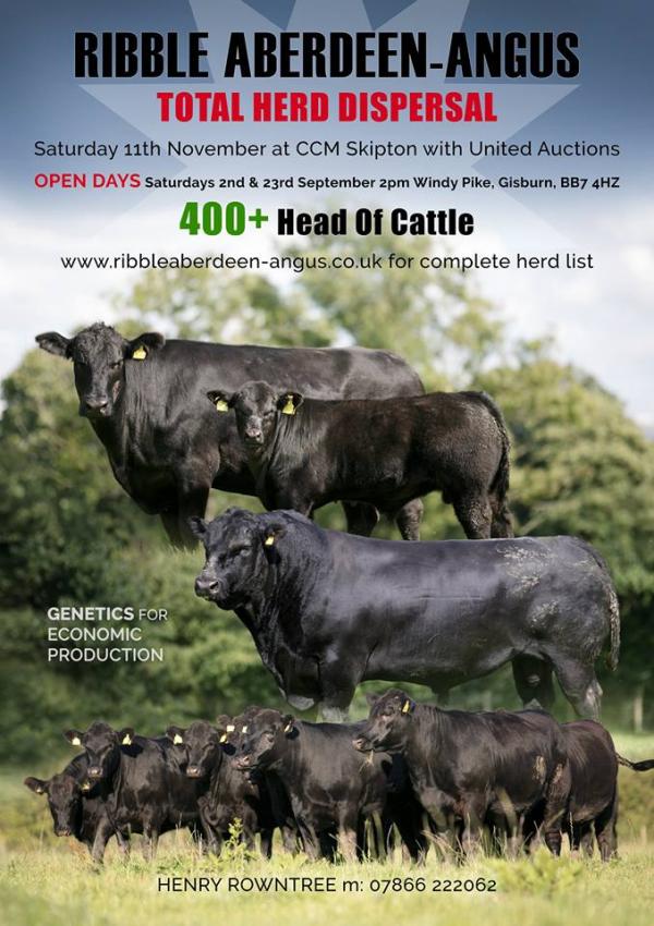 Ribble herd sale open day