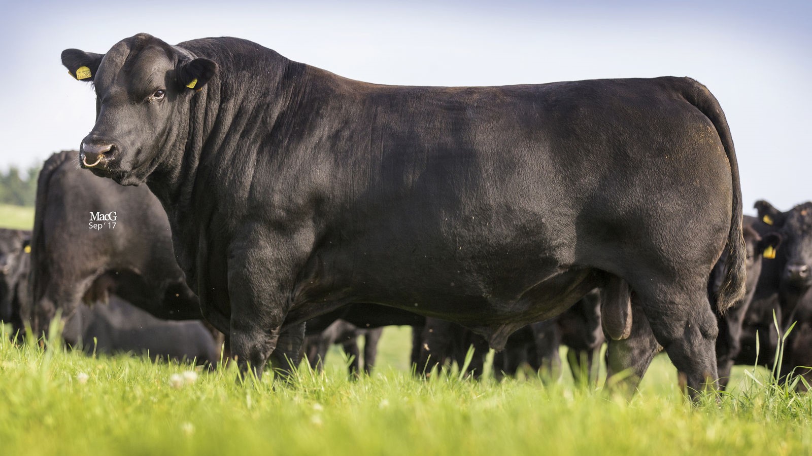An Aberdeen-Angus Bull looking towards the camera