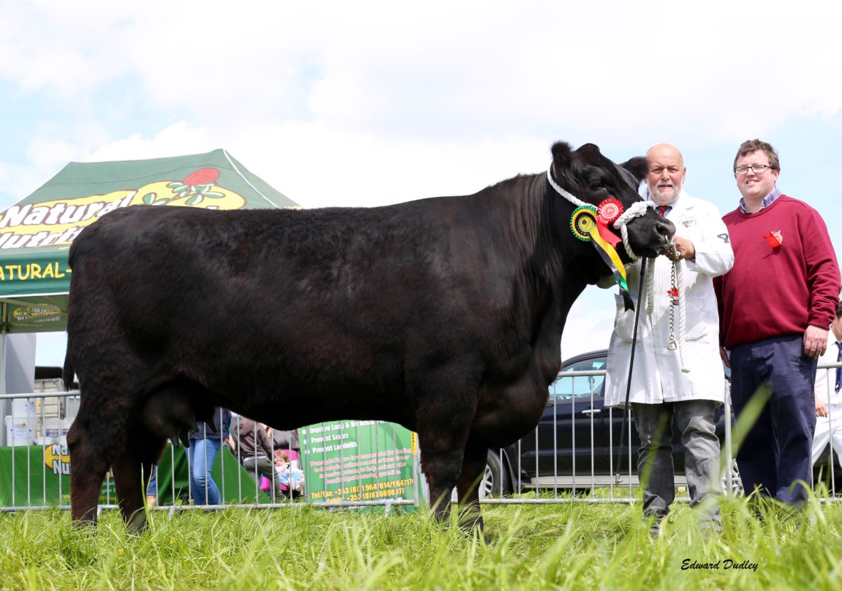 Munster Calf Competition gets underway at Midleton AberdeenAngus