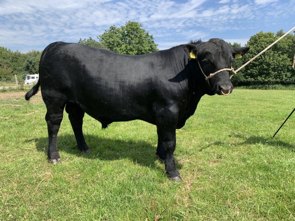 Pedigree bulls and incalf heifers for sale Pottage AberdeenAngus
