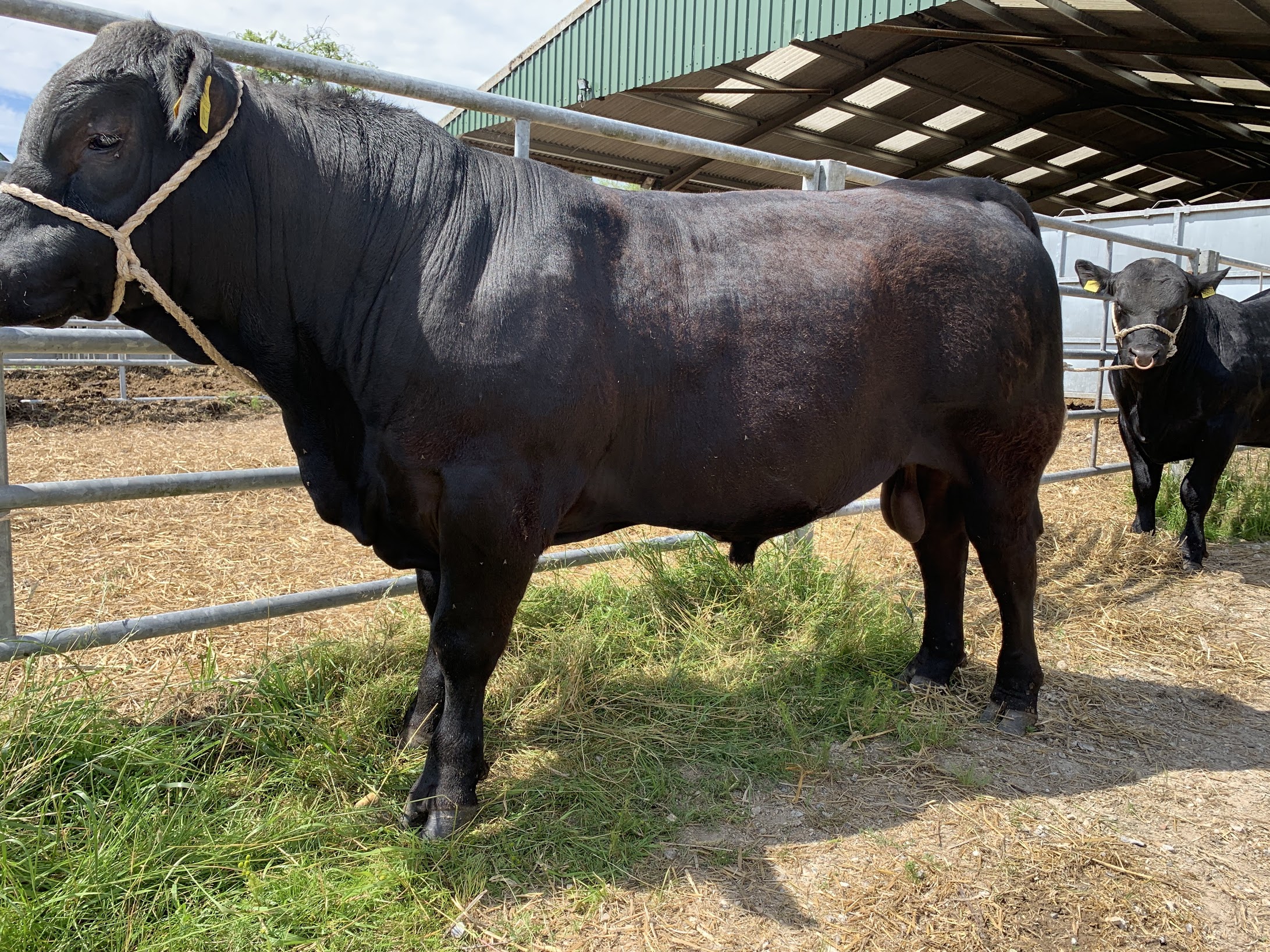 Pedigree bulls and incalf heifers for sale Pottage AberdeenAngus