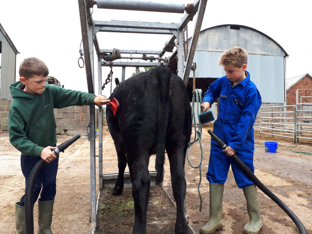 Mid Counties YDP workshop: Saturday 6th July - Aberdeen-Angus Cattle ...