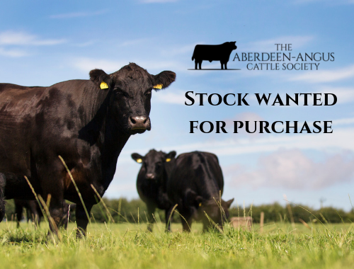 buy aberdeen angus