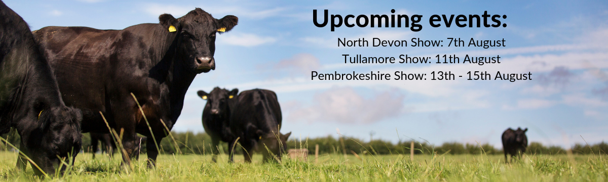 Home - Aberdeen-Angus Cattle Society