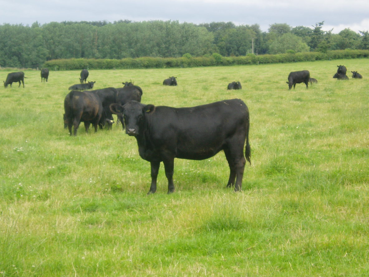 black heifer