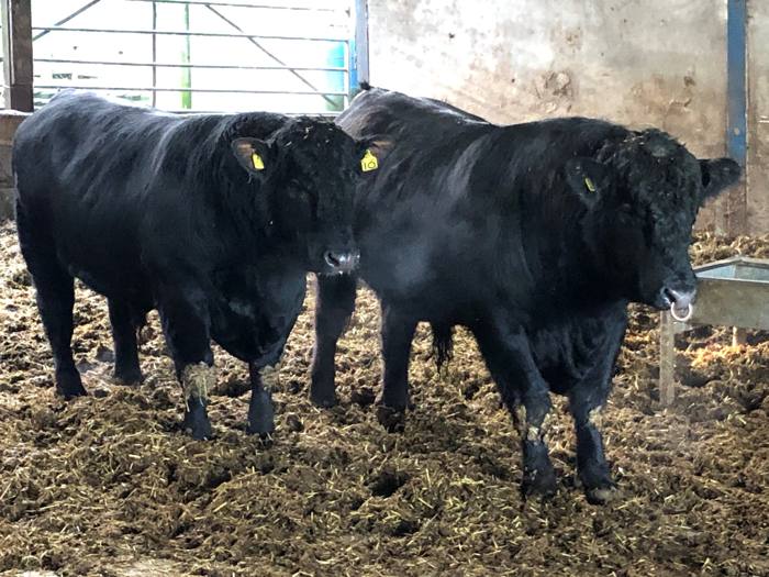 Garner Holdings Pedigree Bulls For Sale AberdeenAngus Cattle Society