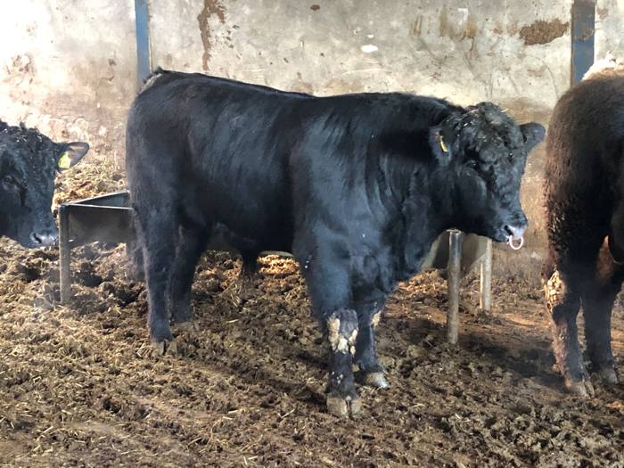 Garner Holdings Pedigree Bulls and Pedigree Heifers For Sale Aberdeen
