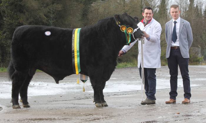 Male champion leads Dungannon Aberdeen Angus entry at 5,200gns ...