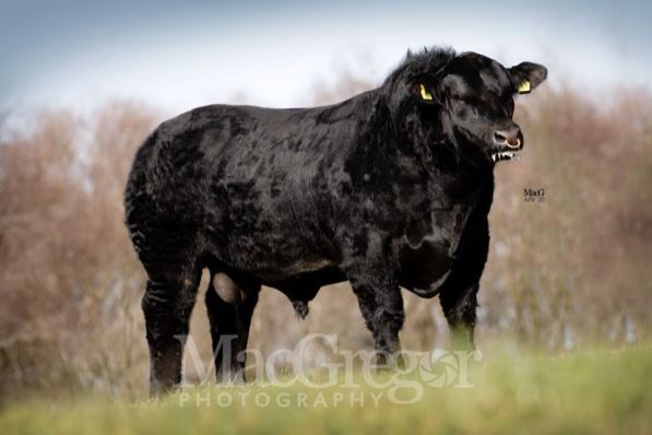 Bulls For Sale – Foggie Aberdeen-Angus | Aberdeen-Angus Cattle Society