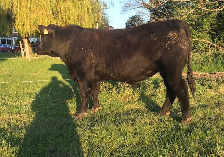 SAV Providence Son For Sale AberdeenAngus Cattle Society