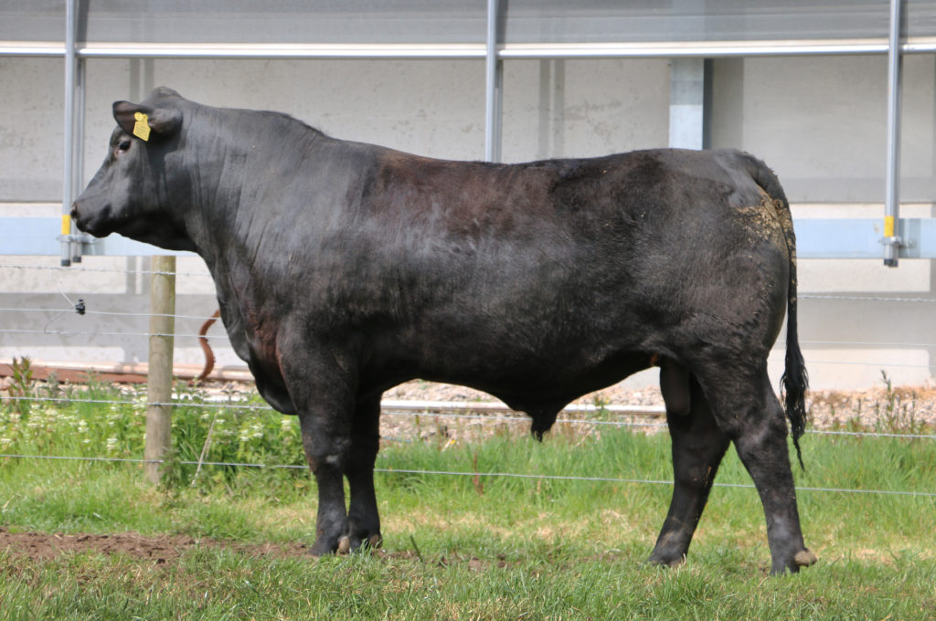 Stock for Sale AberdeenAngus Cattle Society