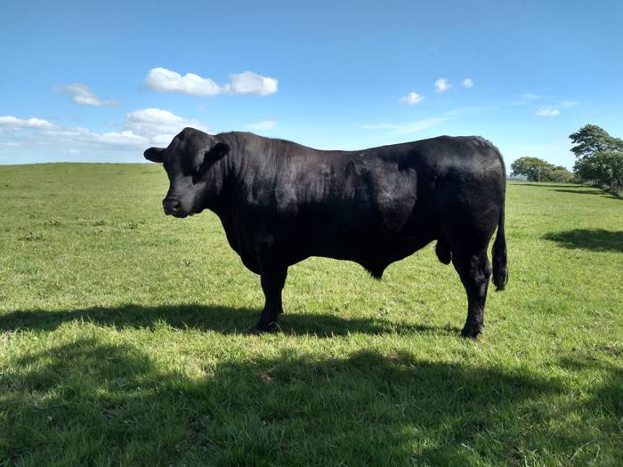 Bulls for Sale Moffat AberdeenAngus AberdeenAngus Cattle Society