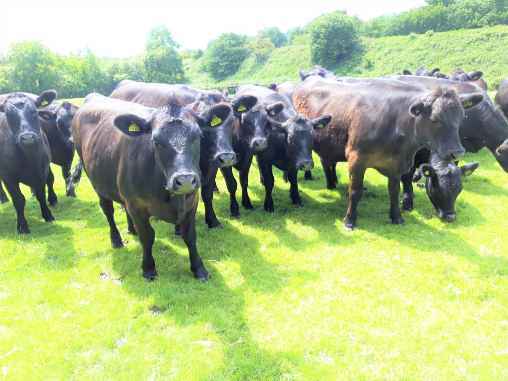 Heifers for Sale – Colhayne Aberdeen-Angus | Aberdeen-Angus Cattle Society