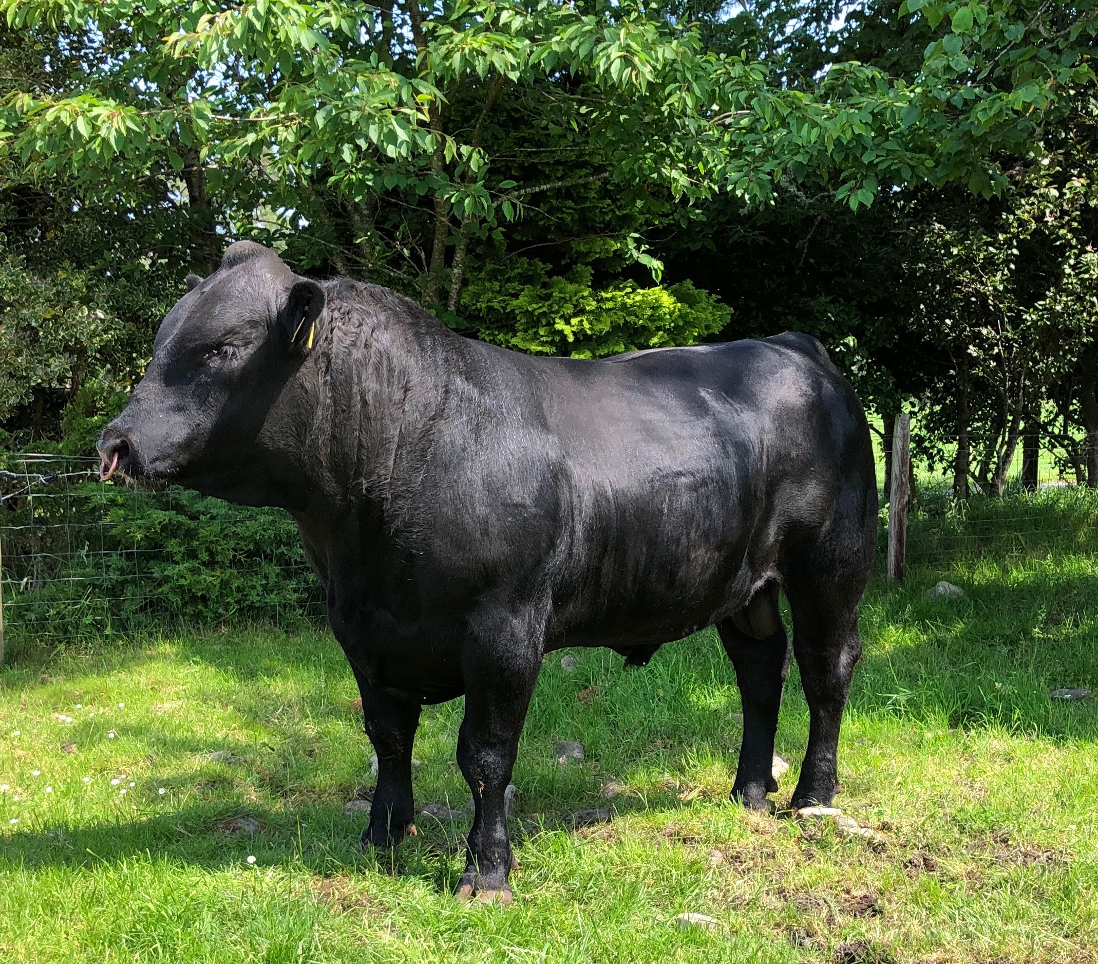 Bulls for Sale - Swordale Aberdeen-Angus - Aberdeen-Angus Cattle Society