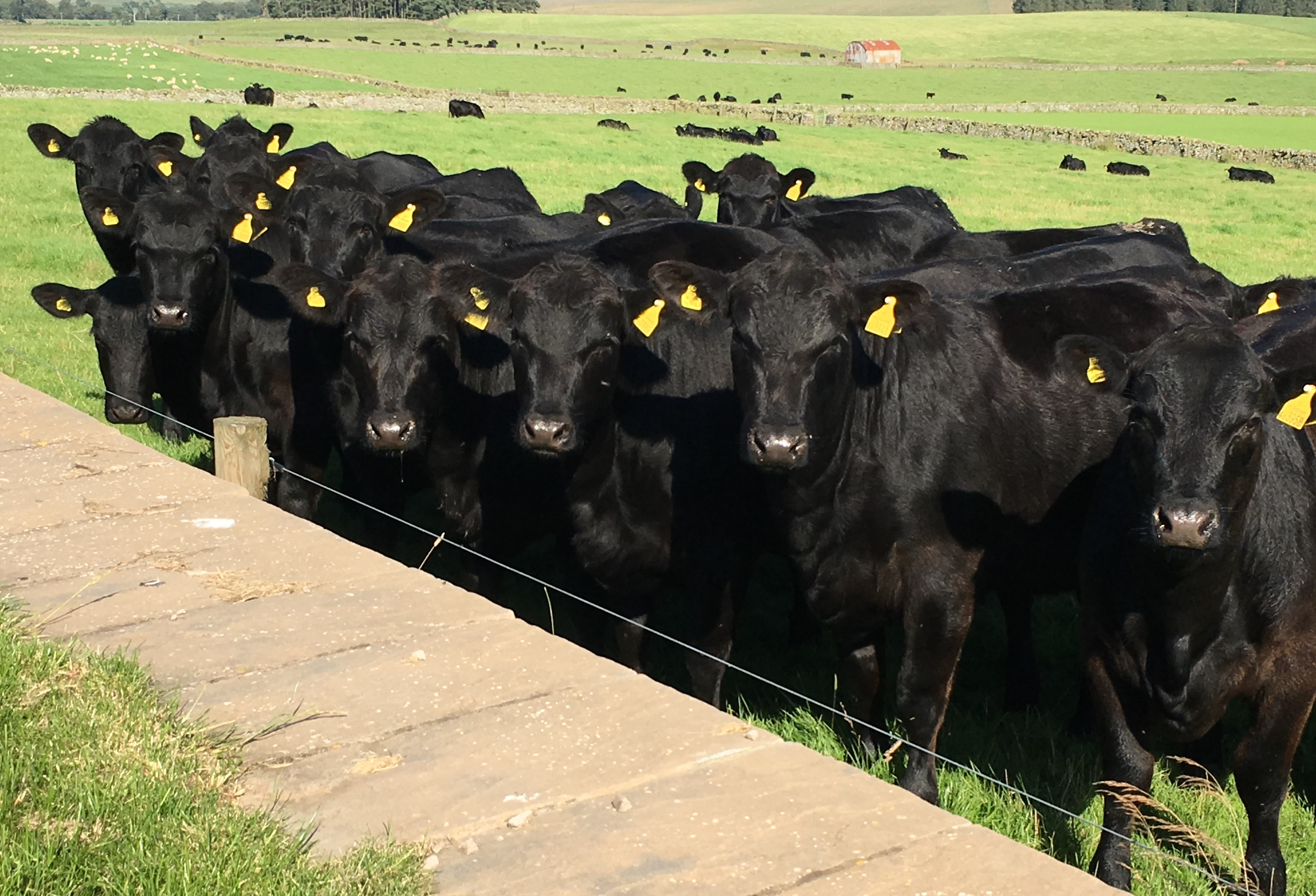 Heifers For Sale Wedderlie Aberdeen Angus Aberdeen Angus Cattle Society IMG 0025