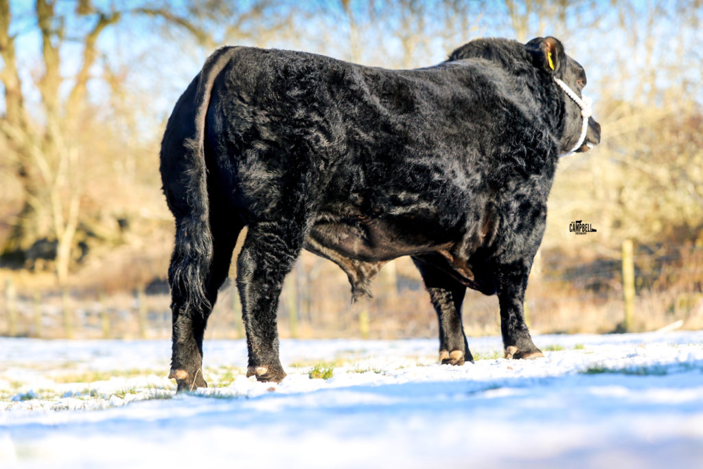 Bulls for Sale Retties Livery AberdeenAngus Cattle Society