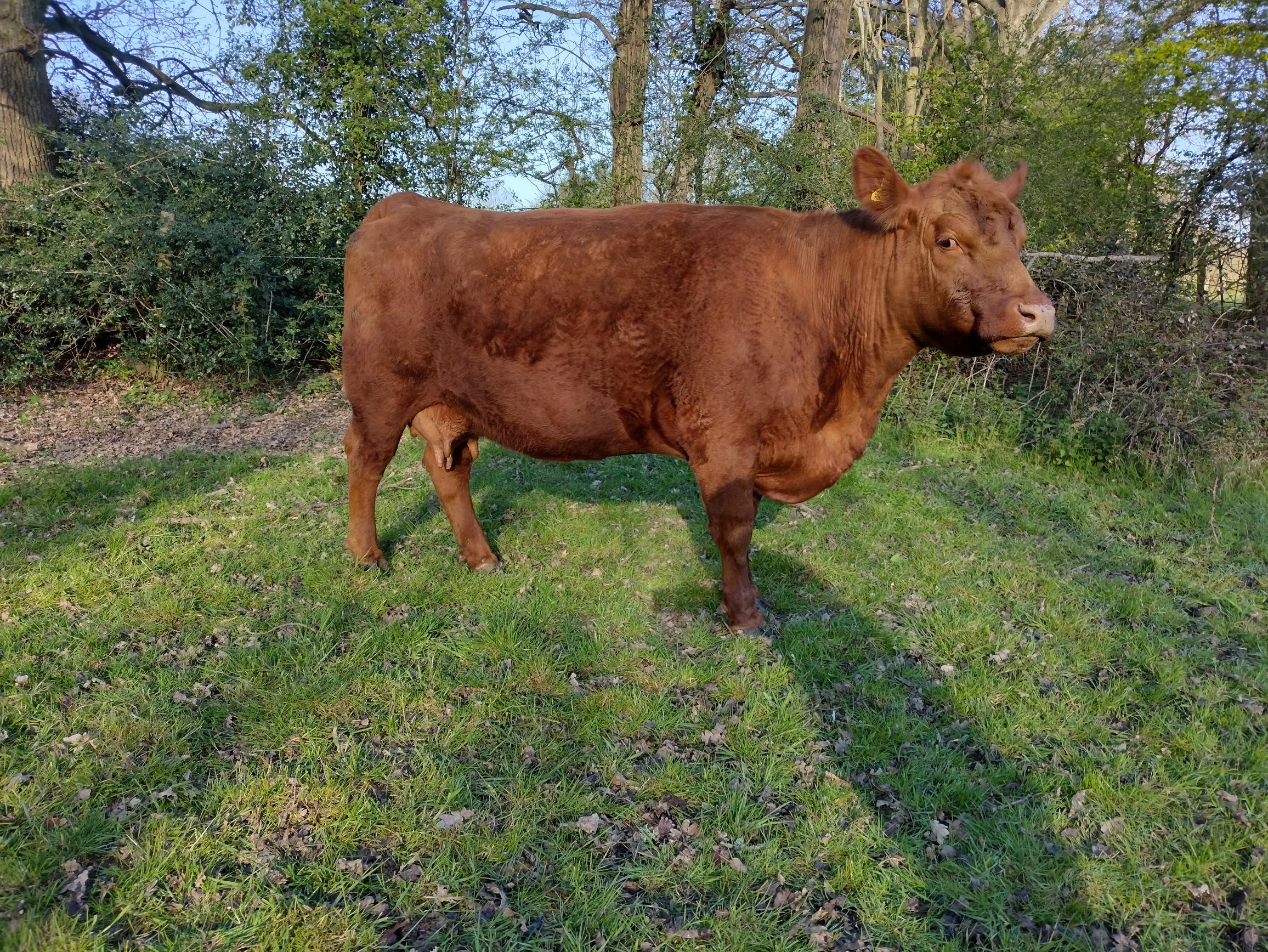 Pedigree Red Angus cow with black heifer calf at foot for sale