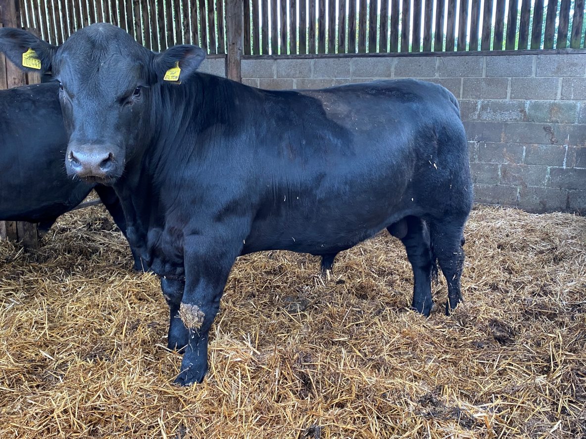 8 pedigree Aberdeen Angus bulls 1619 months For Sale AberdeenAngus