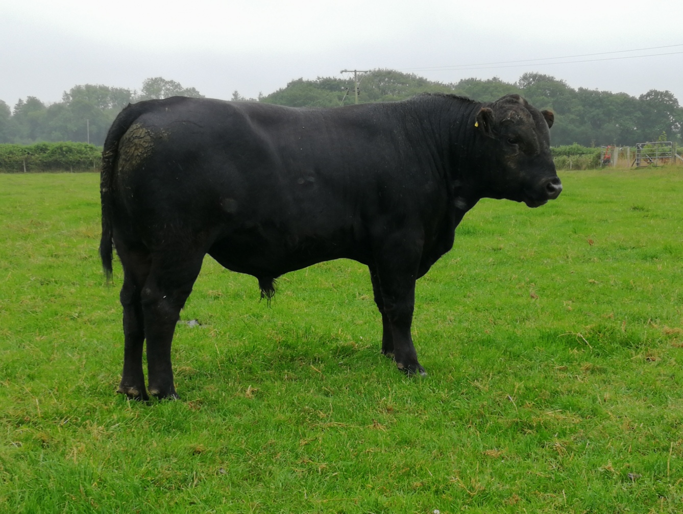 For Sale – MIDDLE HOOK ROMEO W570 | Aberdeen-Angus Cattle Society