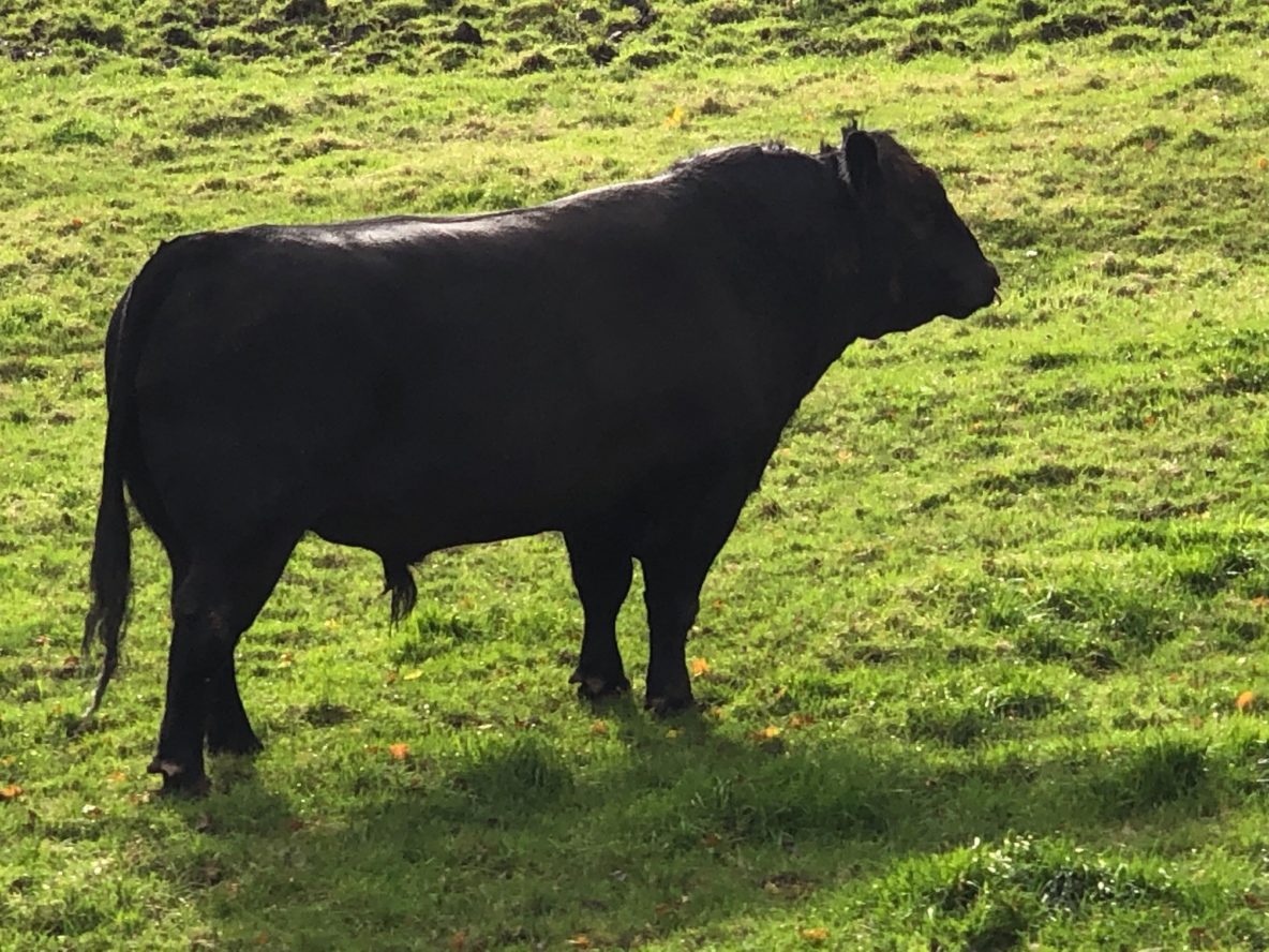 Oldcastle Elijah U720 For Sale AberdeenAngus Cattle Society