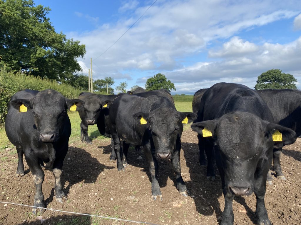 ADREFELYN HERD: PEDIGREE ABERDEEN ANGUS BULLS FOR SALE | Aberdeen-Angus ...