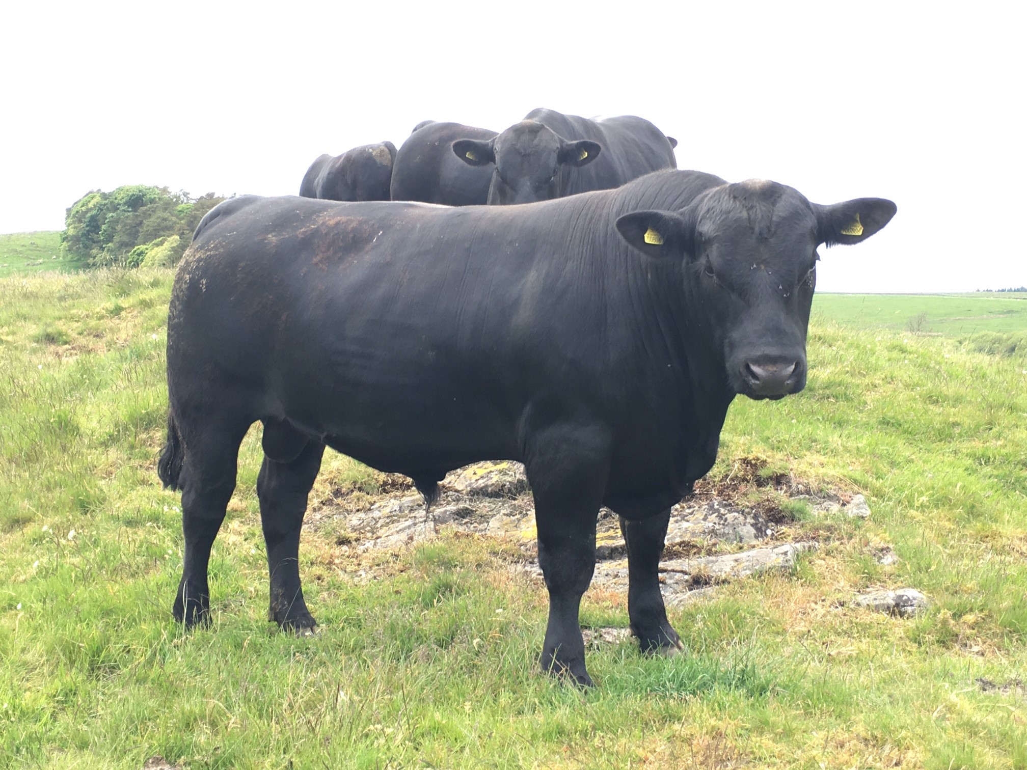 Bulls for sale from Housesteads herd AberdeenAngus Cattle Society